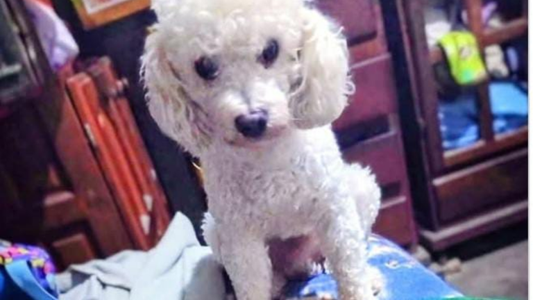 Barrio Azopardo: «Peluchin» es intensamente buscado