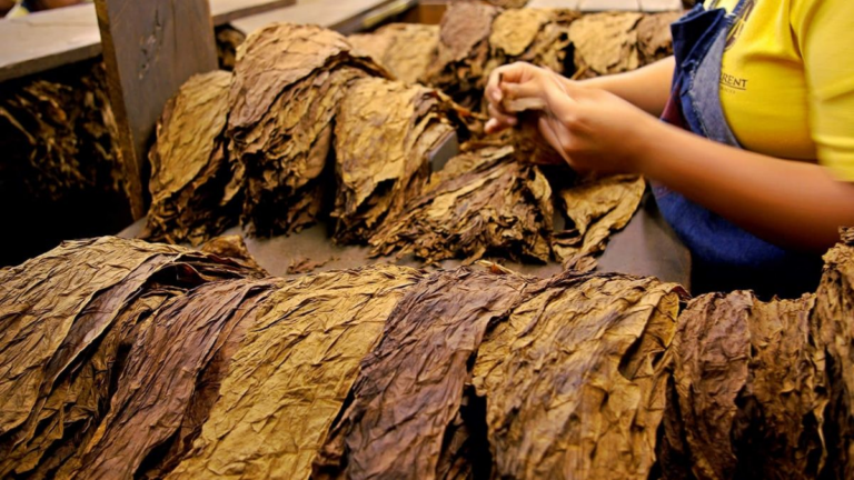 Productores en alerta por la falta de definición del precio del tabaco