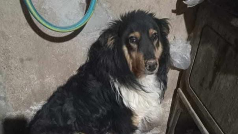 Abra Pampa: sigue la búsqueda de «Roma»