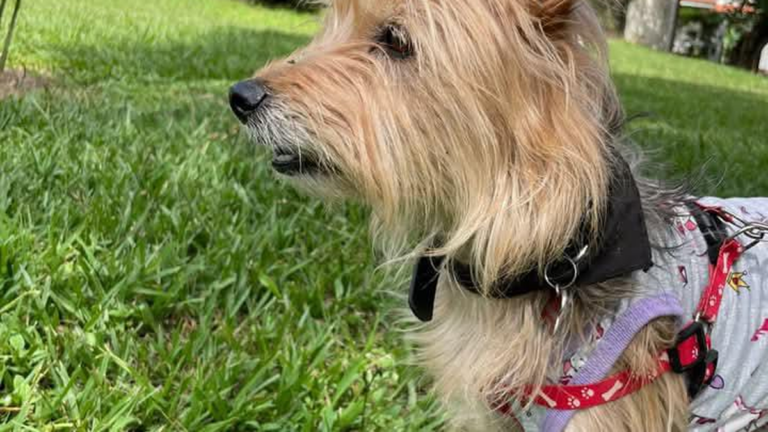 Barrio Alto La Viña: buscan a la perra «Ariel»