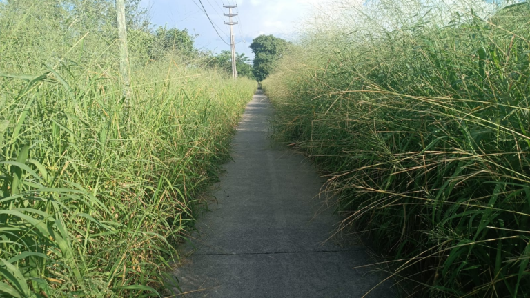 Maleza de dos metros: el peligro de circular en una bicisenda en Ruta 66
