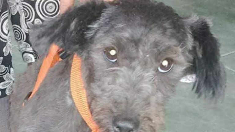 Barrio San Pedrito: «Yanpiayed» sigue siendo buscado