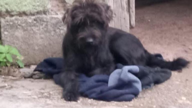 Higuerillas: Buscan hogar responsable para un caniche