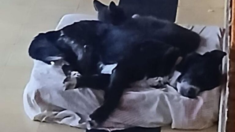 Negrito busca tu ayuda para una camita que alivie su dolor