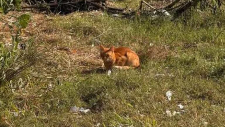 Urgente! Buscan a la familia de un gato que deambula en Ciudad Cultural