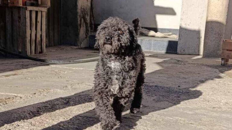 La Quiaca: buscan a la familia de una perra