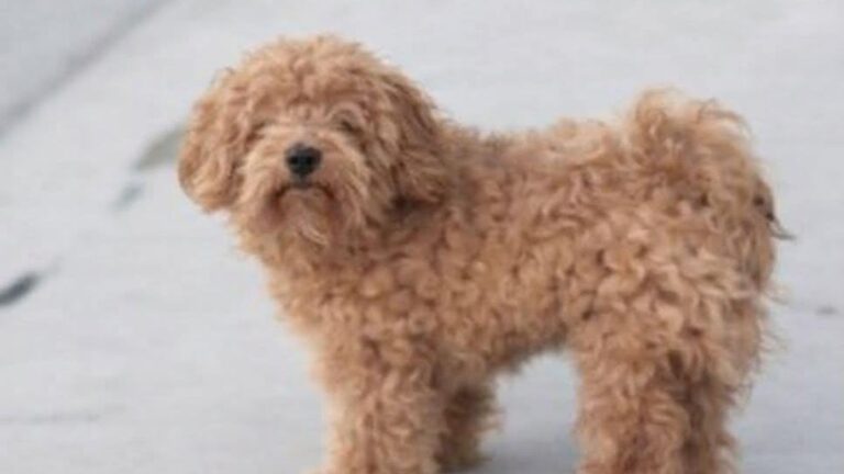 Barrio Mariano Moreno: «Mango» sigue sin aparecer