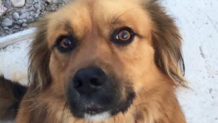 Barrio Los Perales: «Coco» es buscado intensamente