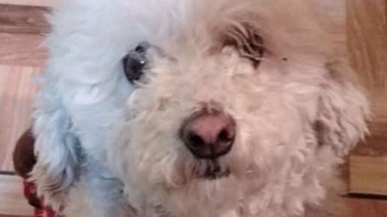 «Pepa» se perdió en Ruta 66