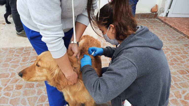 Zoonosis en los barrios: cronograma de castración y vacunación gratuita para esta semana en la capital