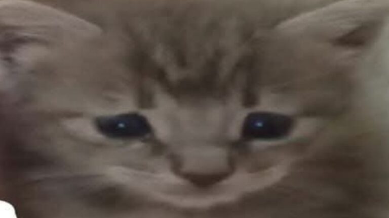 Barrio Alto Comedero: buscan a una felina