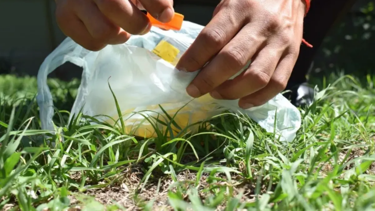 Alerta por Chikungunya en Jujuy: vigilancia constante y pedido de prevención