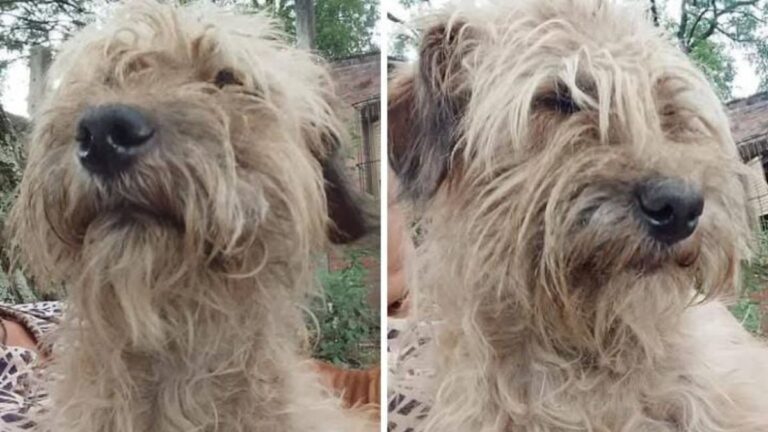 Barrio Moreno: Buscan a una perra que huyó de su hogar transitorio