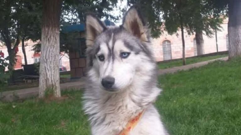 La Quiaca: «Max» sigue sin aparecer