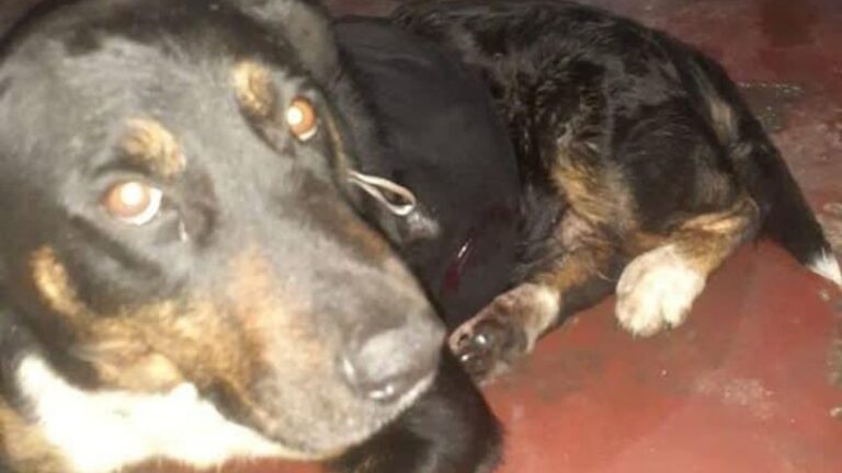 Barrio Mariano Moreno: un perro necesito ayuda para ser curado