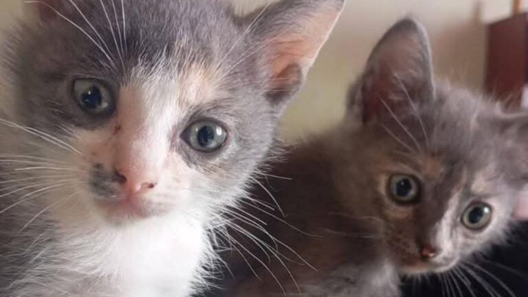 Hermosas felinas anhelan el amor de familias