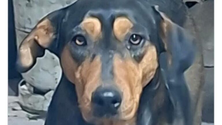 Perico: Urgente! Buscan a «Eisy»