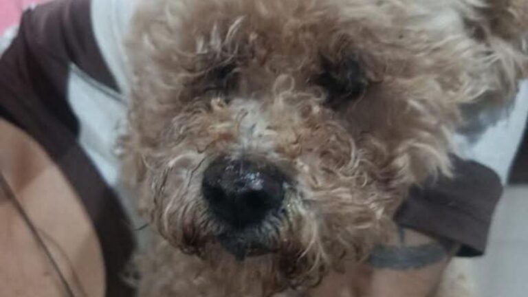 Barrio Alto Comedero: buscan a la familia de una perra en celo