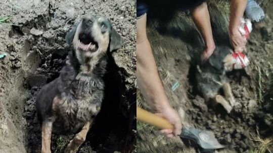 Investigan en Chaco un caso de crueldad animal: rescataron a un perro enterrado y con el hocico atado
