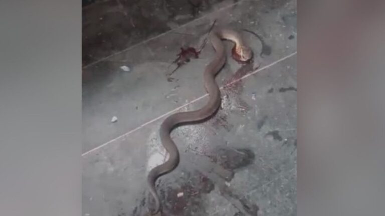 Víboras en el Hospital Gallardo: «El municipio es responsable del estado de abandono»