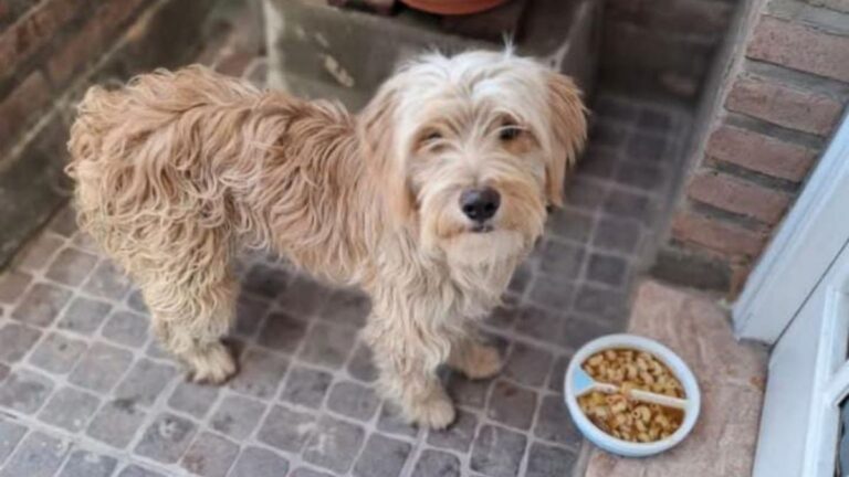 Barrio San Pedrito: buscan a la familia de un perro