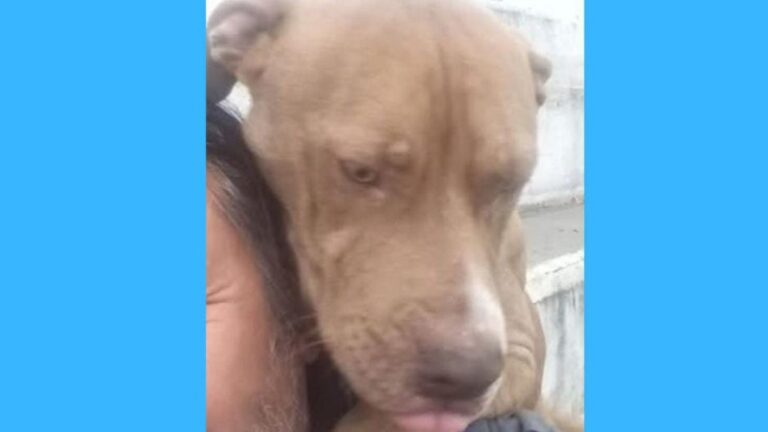 Alto Comedero: «Apolo» está perdido