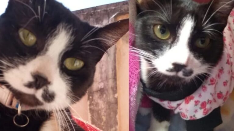 Desesperada búsqueda de «Muna»: piden ayuda para encontrar a una gatita